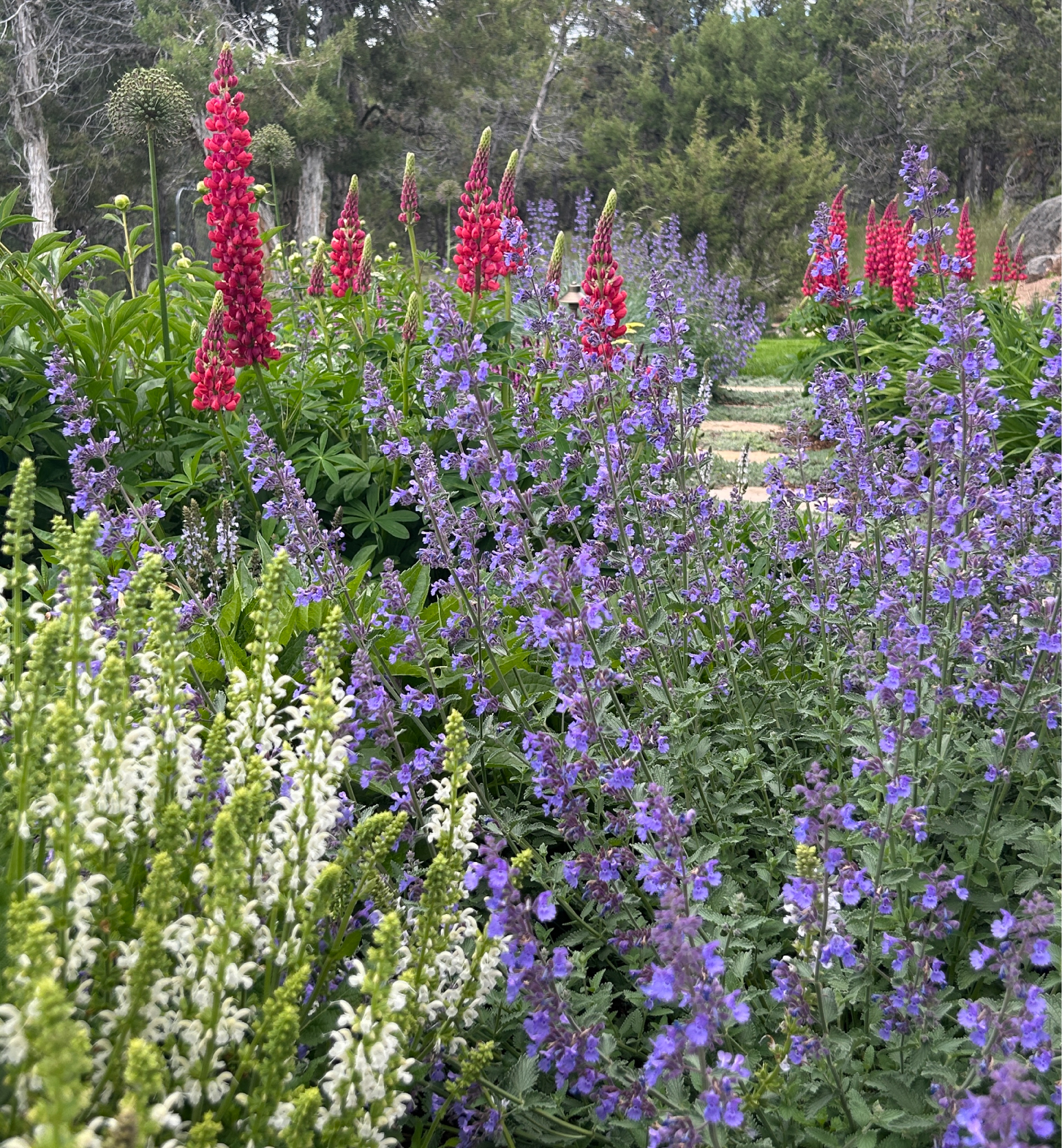 Vibrant perennial garden with lupins and mixed plantings
